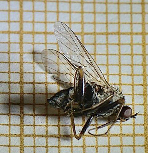 Empis femorata
